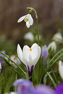 Lower Austria Nature Drucke: A white crocus and a snowdrop in the grass blooming in spring