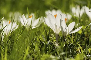 Close Up Crocus Blossom Drucke: White crocuses (Crocus sp.), spring meadow