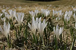 Spring Flowers In Bavaria Drucke: White crocuses on a dry meadow in spring