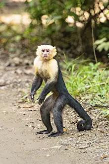 Central America Primates Drucke: White-Faced Capuchin Monkey (Cebus Capucinus)