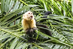 White Faced Capuchin Monkey Drucke: White-Faced Capuchin Monkey (Cebus Capucinus)
