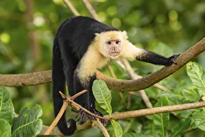 New World Monkeys Drucke: White-Faced Capuchin Monkey (Cebus Capucinus)