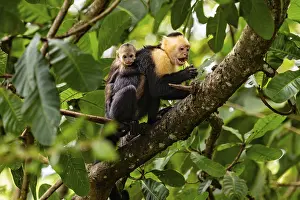 New World Primate Photos Drucke: White-Faced Capuchin Monkey (Cebus Capucinus)