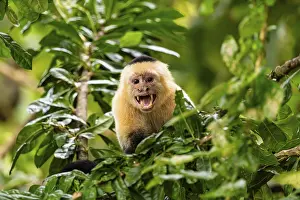 White Faced Capuchin Monkey Drucke: White-Faced Capuchin Monkey (Cebus Capucinus)