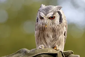 Drucke von Weißgesichts-Uhu Verwandte Bilder Drucke: Weißgesichts-Eule