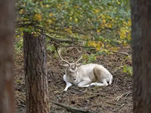 Plesiometacarpal Deer Species Drucke: A white fallow deer in the forest at rest