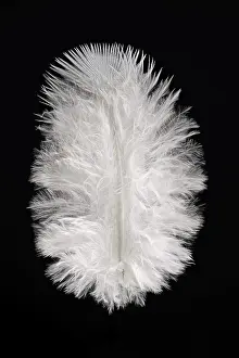 European Bird Feathers Drucke: White feather, indeterminate, Germany