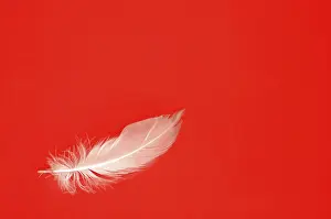 Deserted Studio Background Photo Drucke: White feather on red, lightness