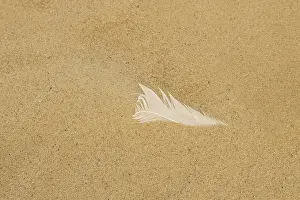 Sandy Beach In Northern Europe Drucke: White feather on a sandy beach