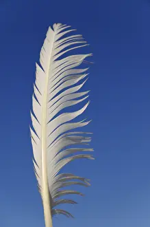 Deserted Exterior View Drucke: White feather in the wind, against a blue sky