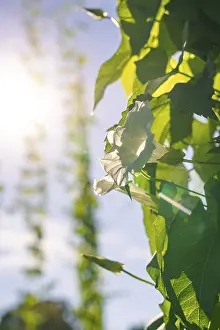 Southern Germany Farming Drucke: White flower and leaf in the sunlight