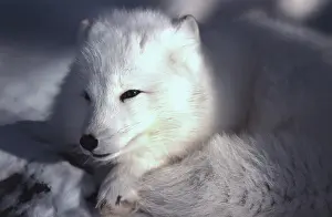 Drucke von Weißer Fuchs, Polarfuchs Polarfuchs Drucke: Weißer Fuchs, Arktischer Fuchs