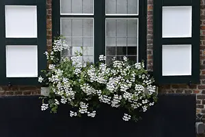 Pelargonium Flowers Drucke: White geraniums at window, Pelargonium