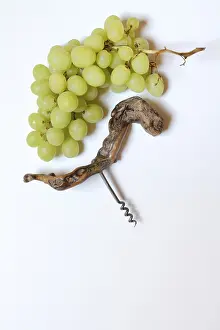 Vitis Vinifera Drucke: White grape vine (Vitis vinifera) and corkscrew against a light background