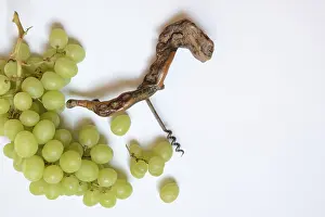 Vitis Vinifera Drucke: White grape vine (Vitis vinifera) and corkscrew against a light background