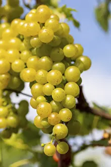 German Vineyards Drucke: White grapes on a vine