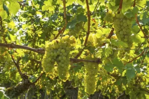 Vitaceae Family Plant Drucke: White grapes on vine, backlight