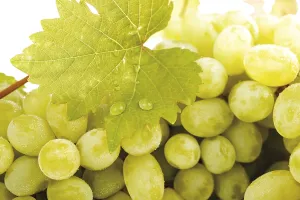 White Grapes Drucke: White grapes and a vine leaf