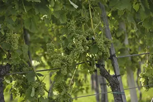 Vineyard Scene Drucke: White grapes from the vineyard