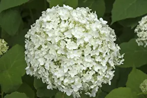 Hydrangeaceae Plant Drucke: White hydrangea blossom (hydrangea)