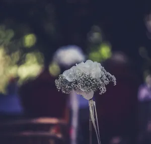 Hydrangeaceae Plant Species Drucke: White hydrangea with many pure petals and tiny withe blossoms as a classic flower table decoration