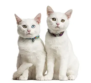 Domestic Cat Images Drucke: Two White kittens siting in front of a white background