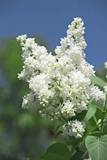 Close Up Plant Drucke: White lilac