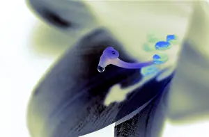 Aquatic Plant Images Drucke: White lily
