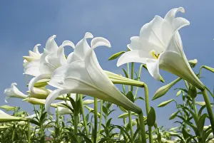 Deserted Farmland Landscape Drucke: White lily in the field