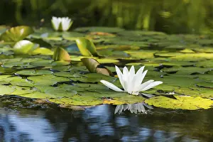 Artificial Lake Landscape Drucke: White lily floating on a water