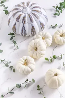White Background Concept Drucke: White pumpkins with eucalyptus branches on white background