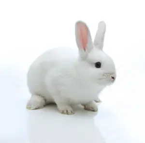 Lagomorpha Mammal Images Drucke: White rabbit