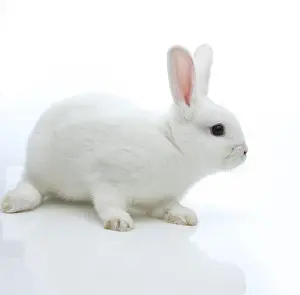 Lagomorpha Mammal Species Drucke: White rabbit