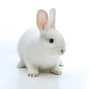 Lagomorpha Mammal Images Drucke: White rabbit