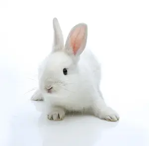 Mammalian Animals Drucke: White rabbit