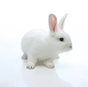 Lagomorpha Mammal Drucke: White rabbit