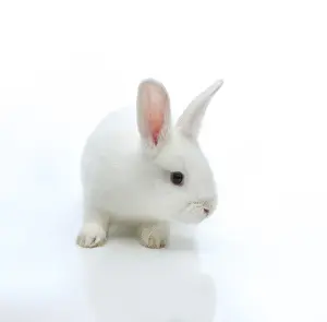 Lagomorpha Animal Drucke: White rabbit