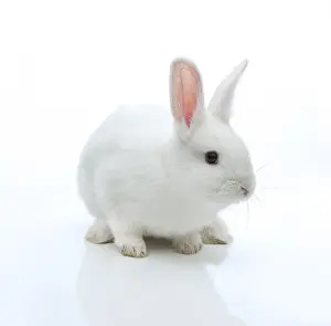 Lagomorpha Mammal Photo Drucke: White rabbit