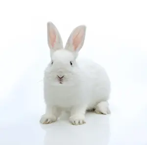 Lagomorpha Mammal Images Drucke: White rabbit