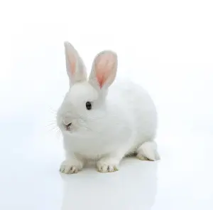 Lagomorpha Mammal Images Drucke: White rabbit