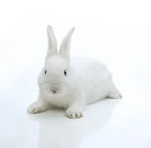 Lagomorpha Animal Drucke: White rabbit