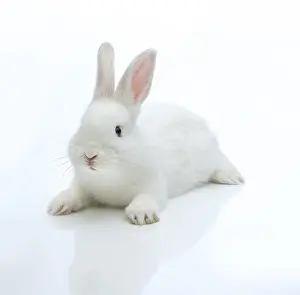 Lagomorpha Mammal Drucke: White rabbit