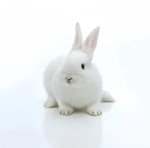 Lagomorpha Animal Drucke: White rabbit
