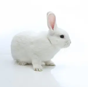 Empty Desert Landscape Drucke: White rabbit