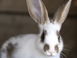 Lagomorpha Animal Photo Drucke: White rabbit with blask spots. Close up