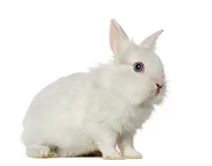 Lagomorpha Animal Photo Drucke: White Rabbit, isolated on white
