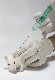 Hypodermic Syringe Use Drucke: White rat getting an injection