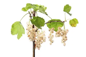 White Background Fruit Drucke: White redcurrant (Ribes rubrum)