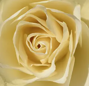 Close Up Rose Photo Drucke: White rose