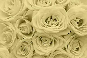 Colorful Roses Drucke: White roses